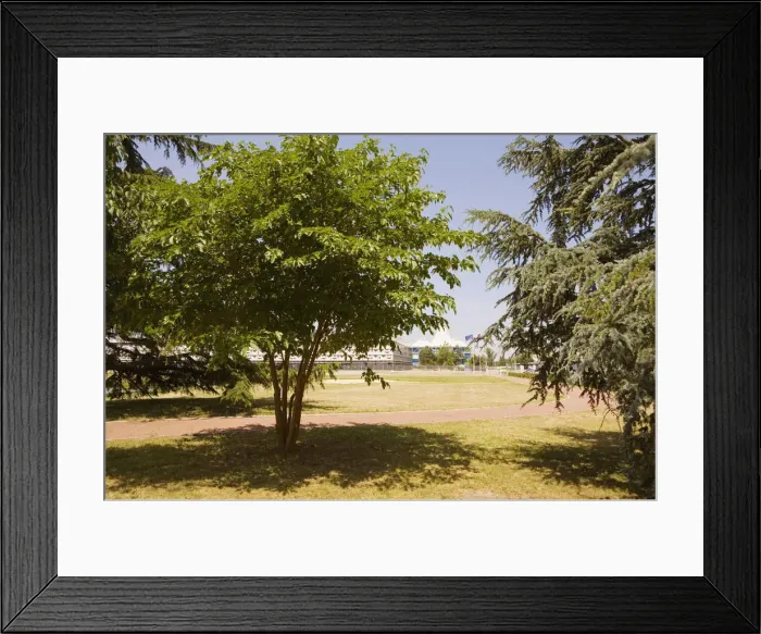 Framed Print : Trees in a park, Congres Et Expositions De Bordeaux, Bordeaux, Aquitaine, France Framed Print : Trees in a park, Congres Et Expositions De Bordeaux, Bordeaux, Aquitaine, France