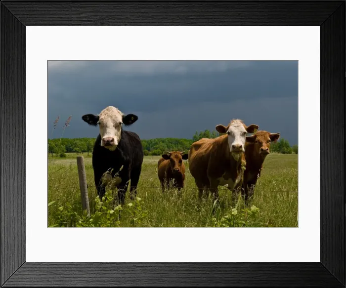 Framed Print : You lookin at me? Framed Print : You lookin at me?