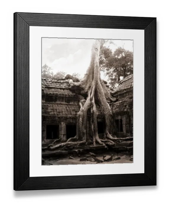 Framed Print : Tree invading the Ta Prohm temple at Angkor Framed Print : Tree invading the Ta Prohm temple at Angkor
