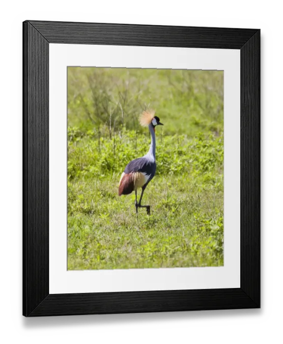 Framed Print : (Balearica regulorum regulorum) South African Crowned Crane Framed Print : (Balearica regulorum regulorum) South African Crowned Crane