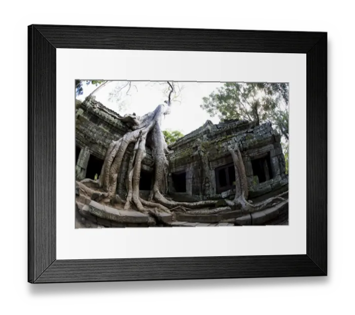 Framed Print : Tree roots covering temple ruins in the ancient city of Angkor Wat, Northwestern Cambodia Framed Print : Tree roots covering temple ruins in the ancient city of Angkor Wat, Northwestern Cambodia
