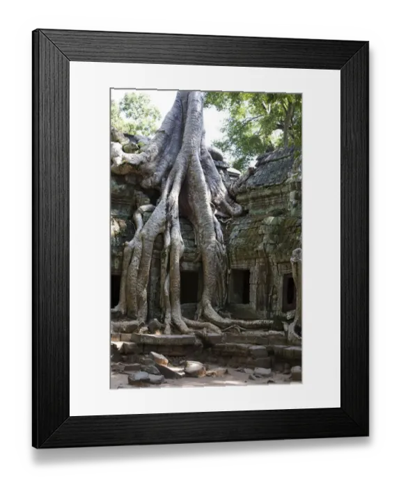 Framed Print : Tree roots covering temple ruins in the ancient city of Angkor Wat, Northwestern Cambodia Framed Print : Tree roots covering temple ruins in the ancient city of Angkor Wat, Northwestern Cambodia
