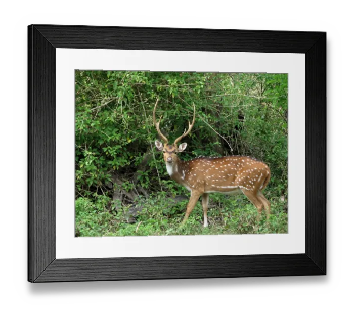 Framed Print : Wildlife. Mudumalai National Park and Wildlife Sanctuary Framed Print : Wildlife. Mudumalai National Park and Wildlife Sanctuary