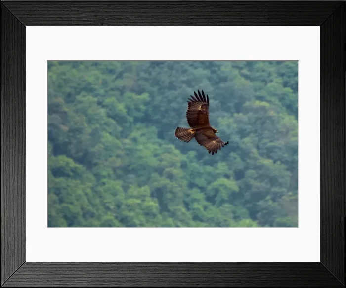 Framed Print : Black Eagle Framed Print : Black Eagle
