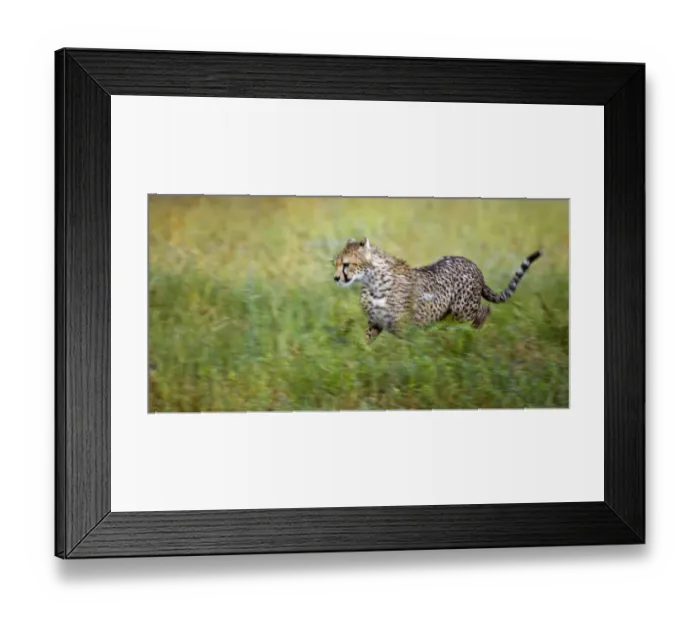 Framed Print : Cheetah (Acinonyx jubatus), running, Serengeti National Park, Tanzania, Africa Framed Print : Cheetah (Acinonyx jubatus), running, Serengeti National Park, Tanzania, Africa