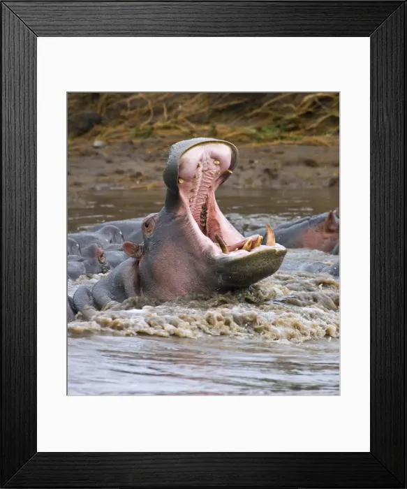 Framed Print : Yawning hippopotamus (Hippopotamus amphibius) at Serengeti National Park, Tanzania