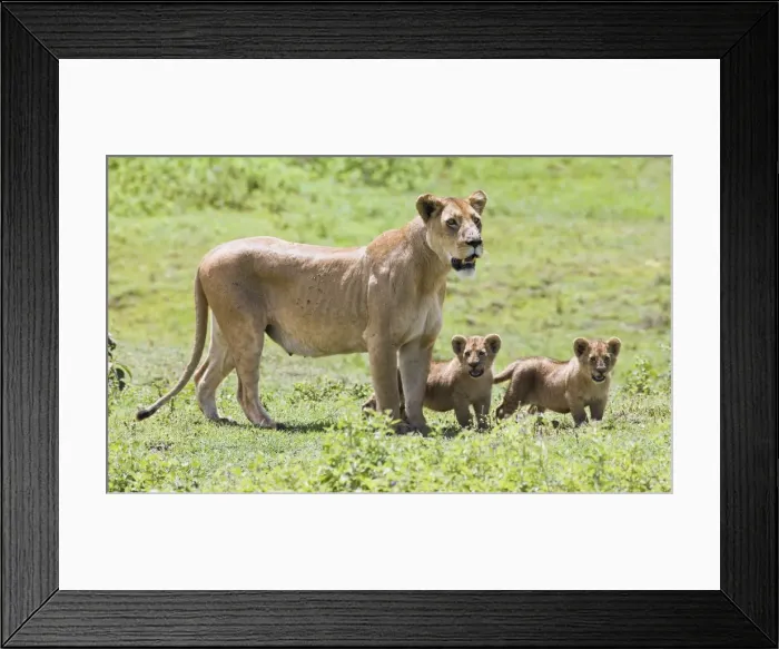 Framed Print : Lioness with cubs Framed Print : Lioness with cubs