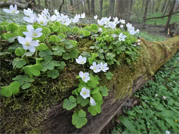 Wood Sorrel -Oxalis acetosella-, growing on dead wood, UNESCO World Natural Heritage Site, Nationalpark Hainich, Thuringia, Germany