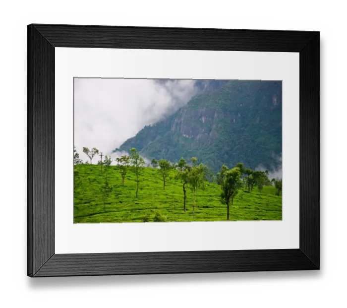 Framed Print : Tea Garden. Coonoor, Tamil Nadu, India Framed Print : Tea Garden. Coonoor, Tamil Nadu, India