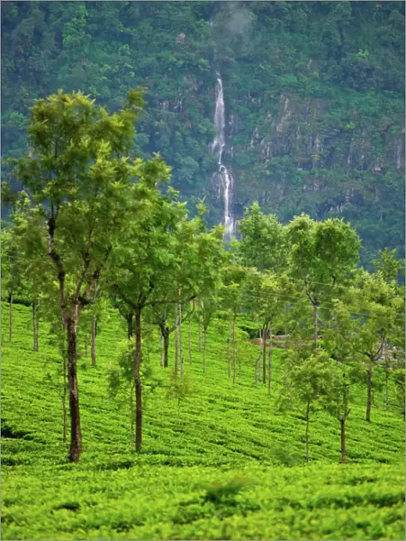 Tea Garden. Coonoor, Tamil Nadu, India