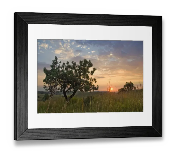 Framed Print : Highveld sunrise with protea tree in foreground, Lion and Rhino Park, Cradle of Humankind, Gauteng Province, South Africa Framed Print : Highveld sunrise with protea tree in foreground, Lion and Rhino Park, Cradle of Humankind, Gauteng Province, South Africa