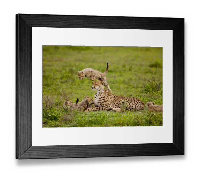 Framed Print : cheetah cub jumping Framed Print : cheetah cub jumping