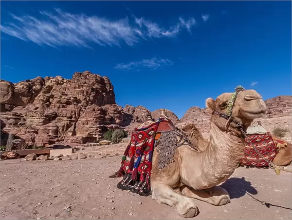 Happy camel of Petra, Jordan