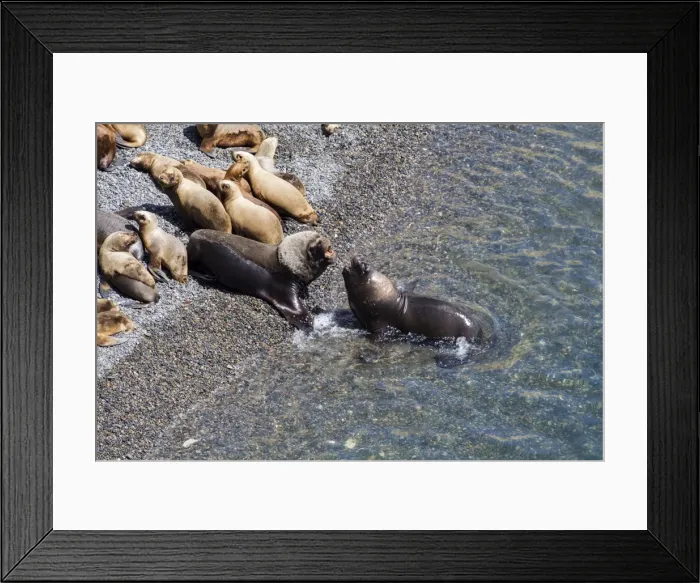 Framed Print : Male sea lions fighting on the shore Framed Print : Male sea lions fighting on the shore