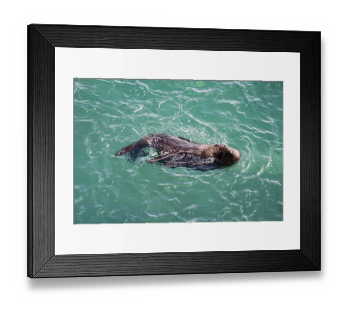 Framed Print : Sea lions playing in the waters of Valdes Peninsula Framed Print : Sea lions playing in the waters of Valdes Peninsula