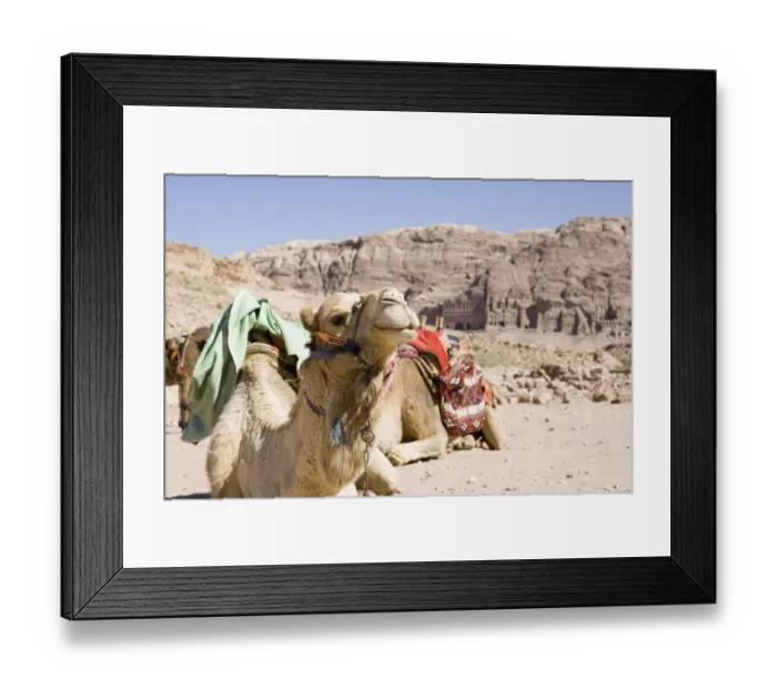 Framed Print : Camel in Front of Rock Formations at World Heritage Site. Dubai, United Arab Emirates Framed Print : Camel in Front of Rock Formations at World Heritage Site. Dubai, United Arab Emirates