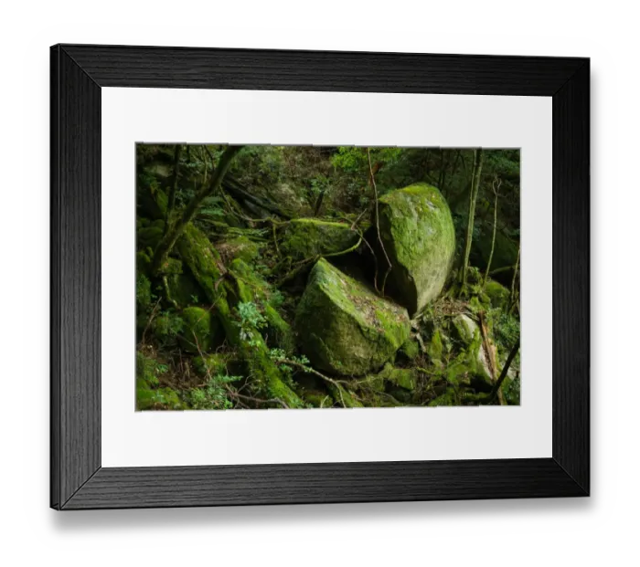Framed Print : Mossy subtropical rainforest, Yakushima, Japan Framed Print : Mossy subtropical rainforest, Yakushima, Japan