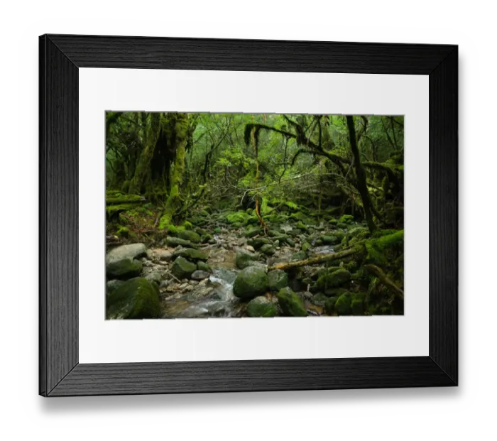 Framed Print : Mossy rainforest stream, Yakushima, Japan Framed Print : Mossy rainforest stream, Yakushima, Japan