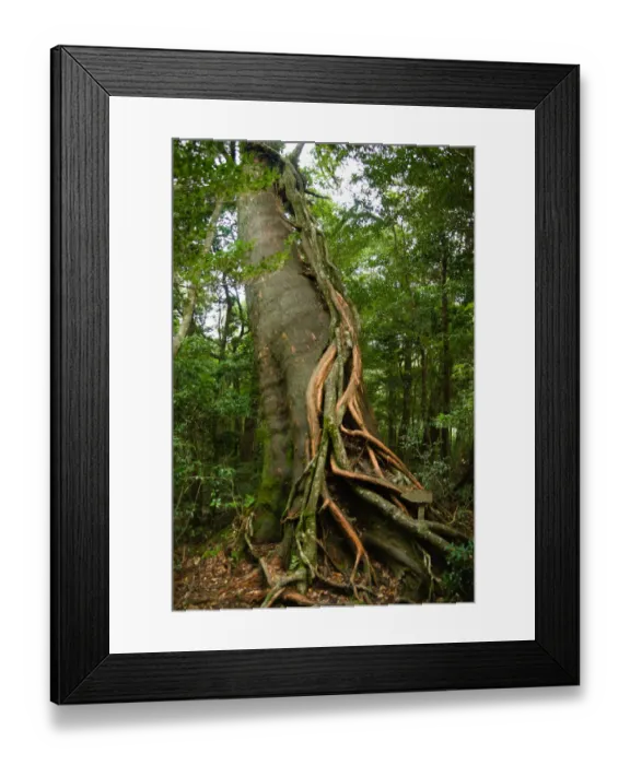 Framed Print : Epiphyte growing on Japanese cedar tree, Yakushima Framed Print : Epiphyte growing on Japanese cedar tree, Yakushima