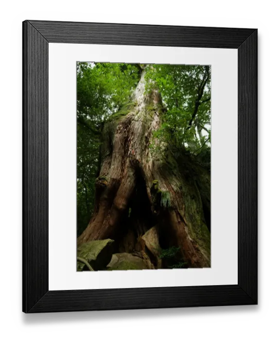 Framed Print : Old Japanese ceder tree in rainforest, Yakushima