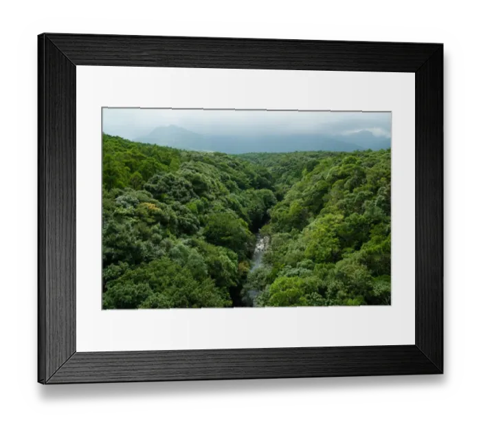 Framed Print : River and rainforest from above, Yakushima Framed Print : River and rainforest from above, Yakushima