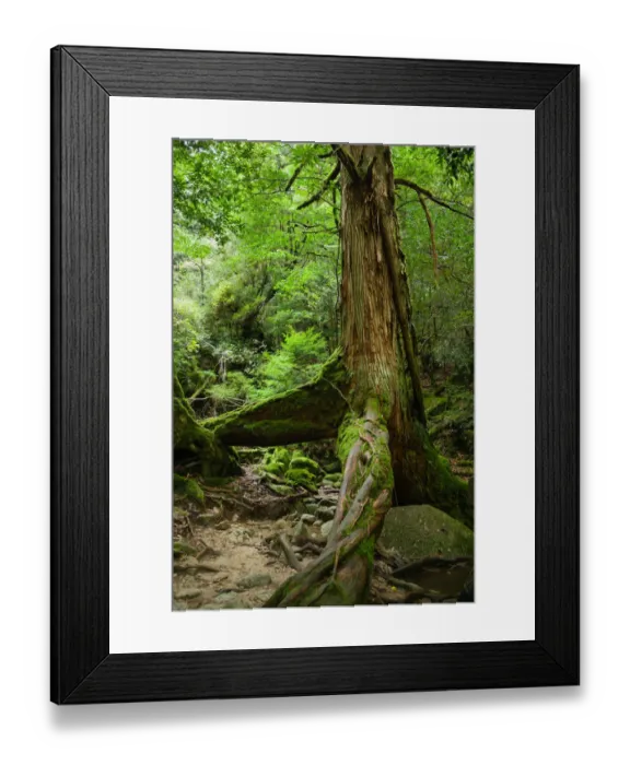 Framed Print : Old Japanese ceder tree in a rainforest, Yakushima