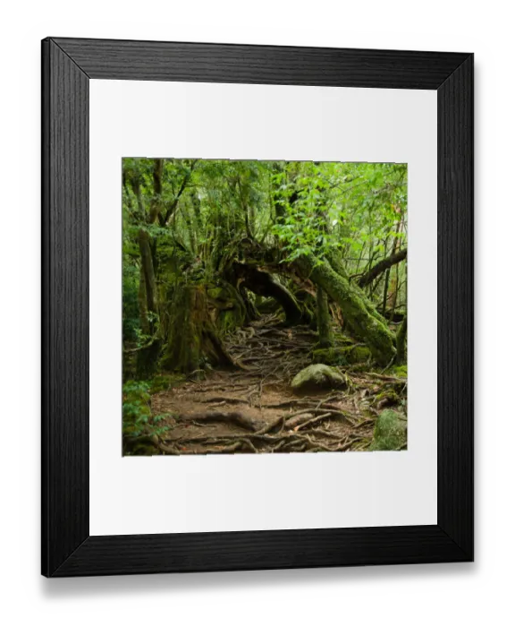 Framed Print : Rainforest trail, Yakushima Island, Japan Framed Print : Rainforest trail, Yakushima Island, Japan