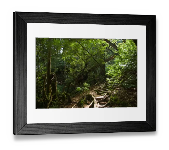 Framed Print : Trail through lush rainforest, Yakushima, Japan Framed Print : Trail through lush rainforest, Yakushima, Japan