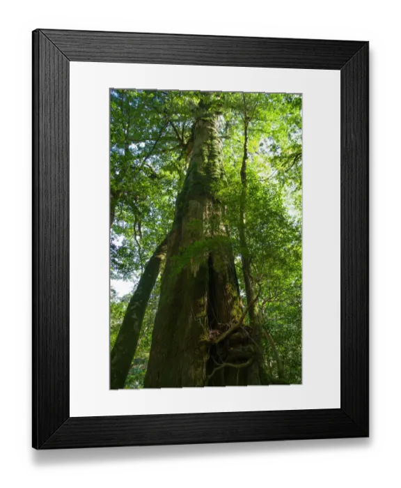 Framed Print : Old Japanese ceder tree in forest, Yakushima Framed Print : Old Japanese ceder tree in forest, Yakushima