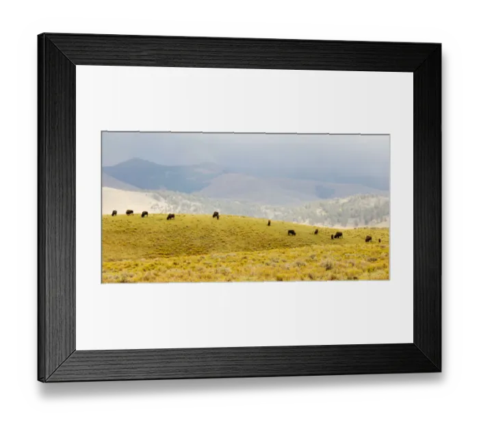 Framed Print : Bison herd in Lamar Valley Framed Print : Bison herd in Lamar Valley