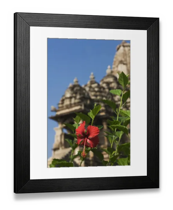 Framed Print : Flowering plant with temple in the background, Kandariya Mahadeva Temple, Khajuraho, Chhatarpur District, Madhya Pradesh, India Framed Print : Flowering plant with temple in the background, Kandariya Mahadeva Temple, Khajuraho, Chhatarpur District, Madhya Pradesh, India
