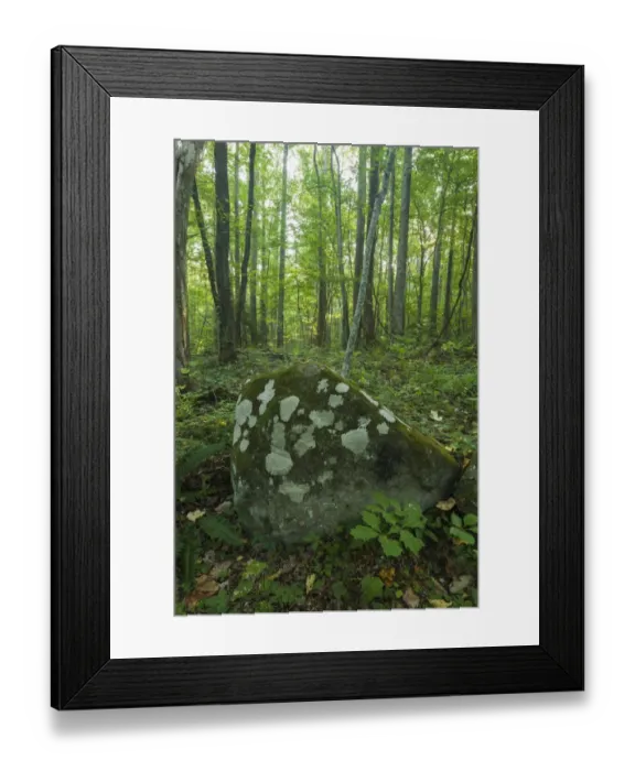 Framed Print : Lichens and moss on a boulder Framed Print : Lichens and moss on a boulder