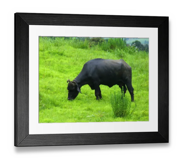 Framed Print : Indian Buffalo Framed Print : Indian Buffalo