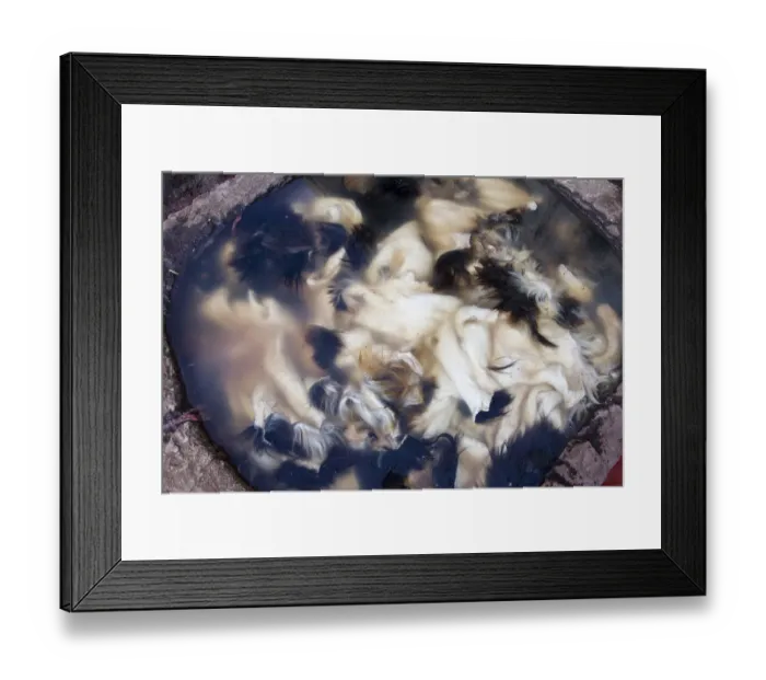 Framed Print : Animal skins on an earth pit in tannery of Fez