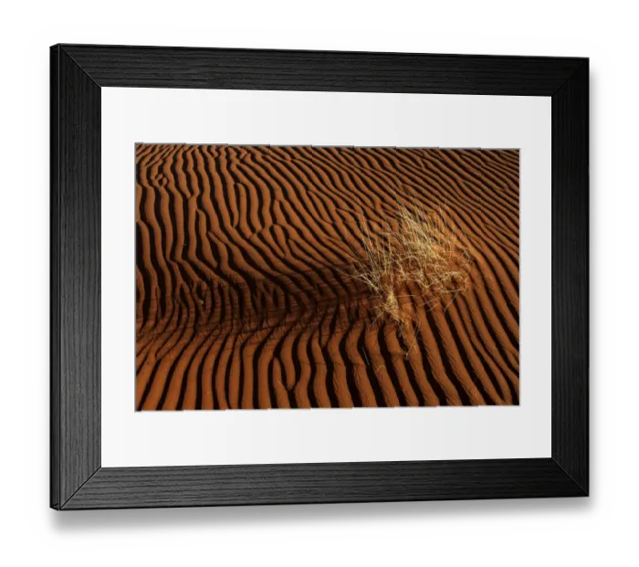 Framed Print : Sand dune with grass tuft, Namib Desert, Namibia Framed Print : Sand dune with grass tuft, Namib Desert, Namibia