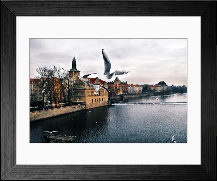 Framed Print : Birds flying in Prague Framed Print : Birds flying in Prague