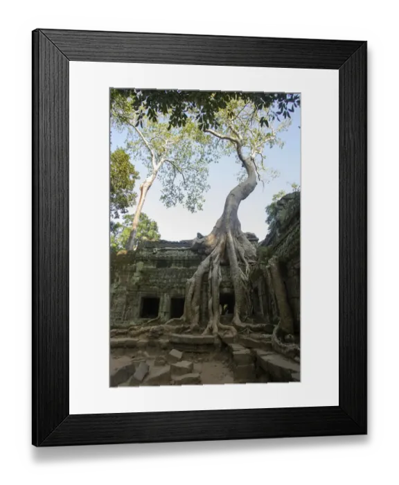 Framed Print : Ruins at Ta Prohm Temple Framed Print : Ruins at Ta Prohm Temple