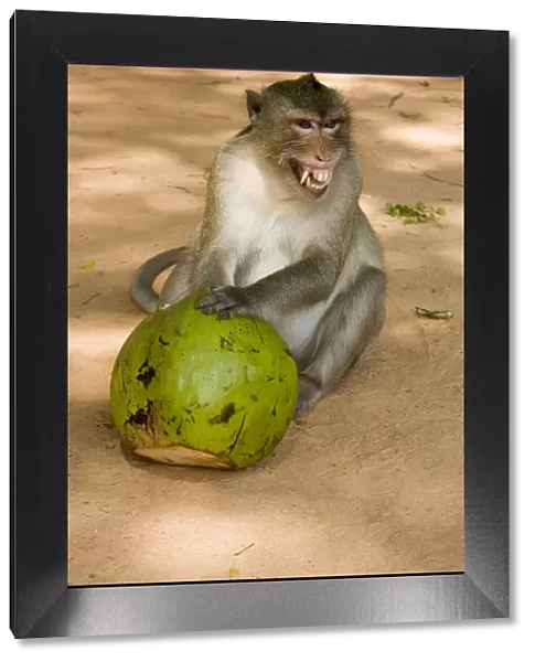 Fierce Monkey with Coconut