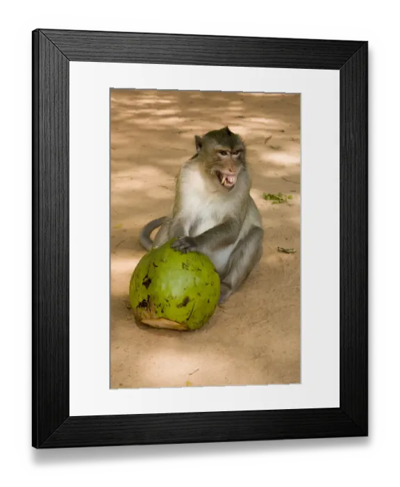 Framed Print : Fierce Monkey with Coconut Framed Print : Fierce Monkey with Coconut