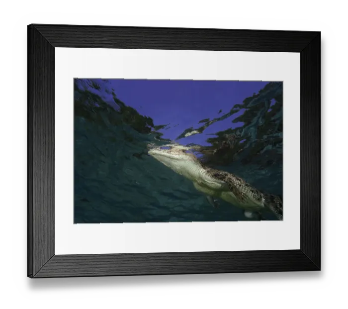 Framed Print : Australian saltwater crocodile (Crocodylus porosus), underwater view Framed Print : Australian saltwater crocodile (Crocodylus porosus), underwater view
