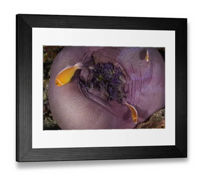 Framed Print : Pink anemonefish atop magnificent sea anemone, underwater view