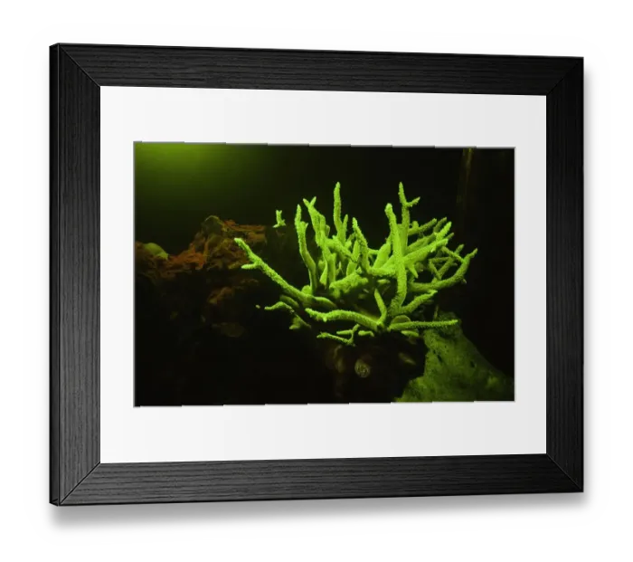 Framed Print : Fluorescent coral (Acropora sp. ), underwater view Framed Print : Fluorescent coral (Acropora sp. ), underwater view