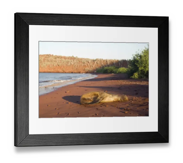 Framed Print : Sleeping Sea lion, Galapagos Islands Framed Print : Sleeping Sea lion, Galapagos Islands