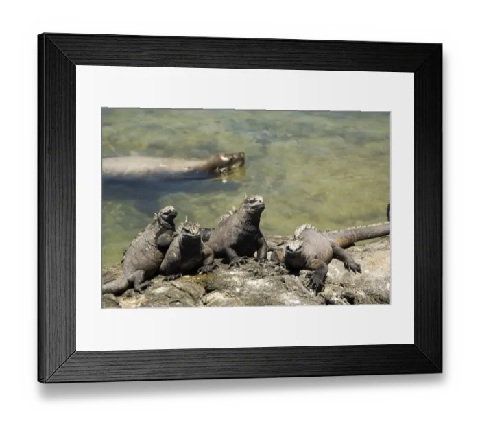 Framed Print : Marine Iguana relaxing, Galapagos Islands Framed Print : Marine Iguana relaxing, Galapagos Islands
