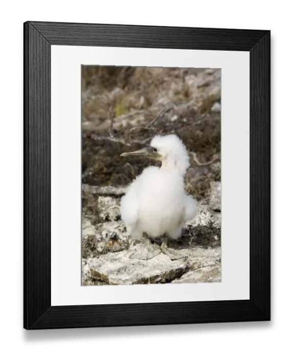 Framed Print : Masked booby chick, Galapagos lslands Framed Print : Masked booby chick, Galapagos lslands