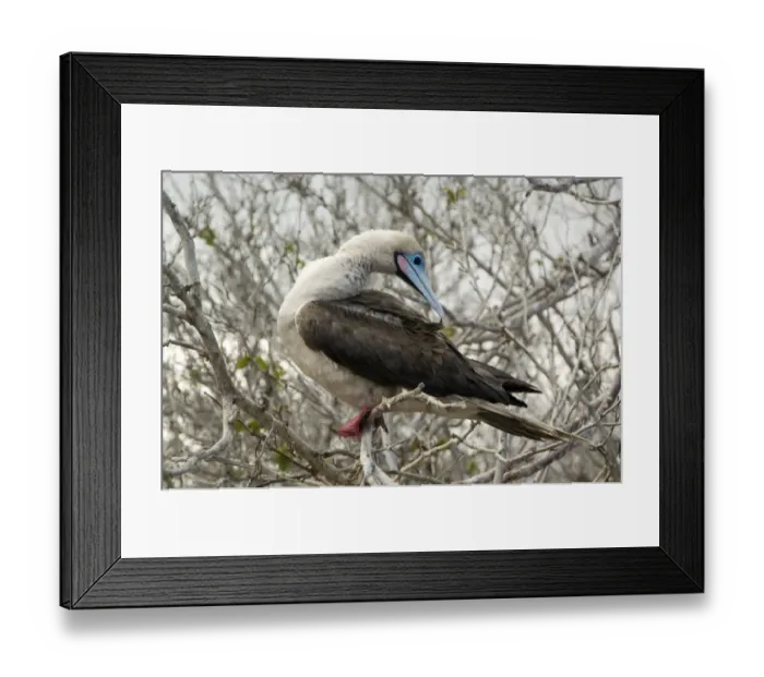 Framed Print : Red-Footed Booby, Galapagos Islands