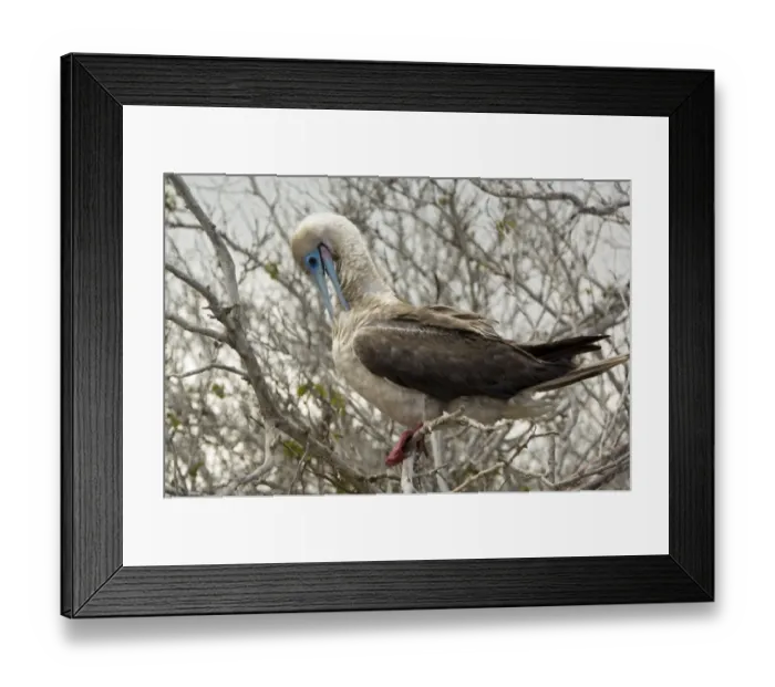 Framed Print : Red-Footed Booby, Galapagos Islands Framed Print : Red-Footed Booby, Galapagos Islands