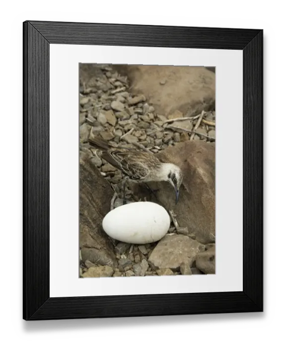 Framed Print : Mocking bird and Albatros egg, Galapagos Islands Framed Print : Mocking bird and Albatros egg, Galapagos Islands