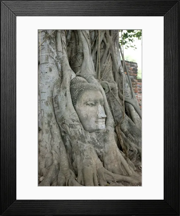 Framed Print : Tree Roots Wrapped Around Buddha Statue Framed Print : Tree Roots Wrapped Around Buddha Statue