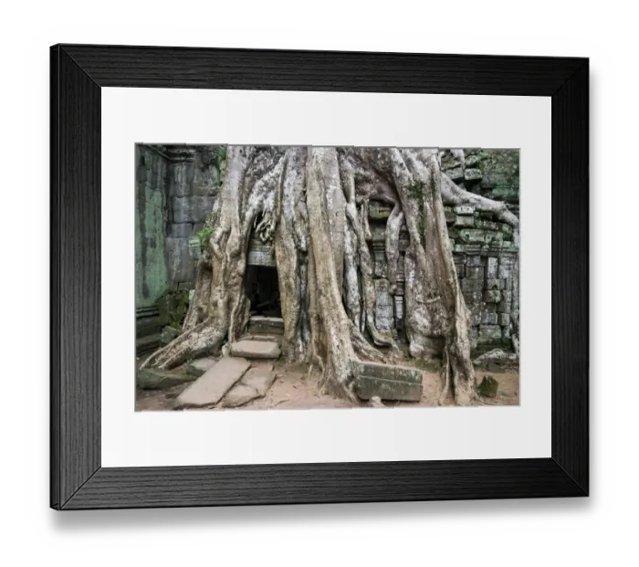 Framed Print : Ta Prohm temple wall overgrown with trees Framed Print : Ta Prohm temple wall overgrown with trees